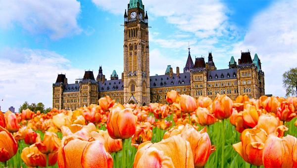 Tulips on Parliment